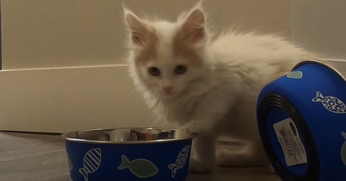 Per la prima volta un gattino Maine Coon entra nella sua nuova casa