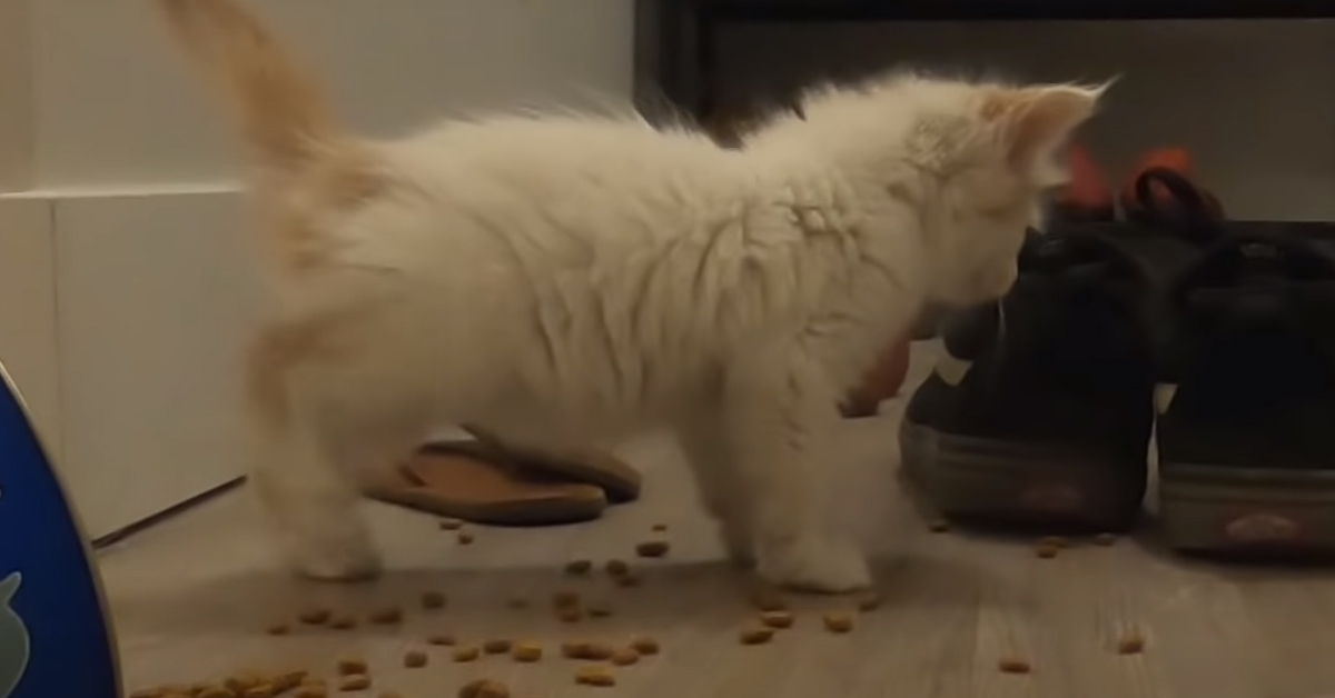 Gattino che mangia