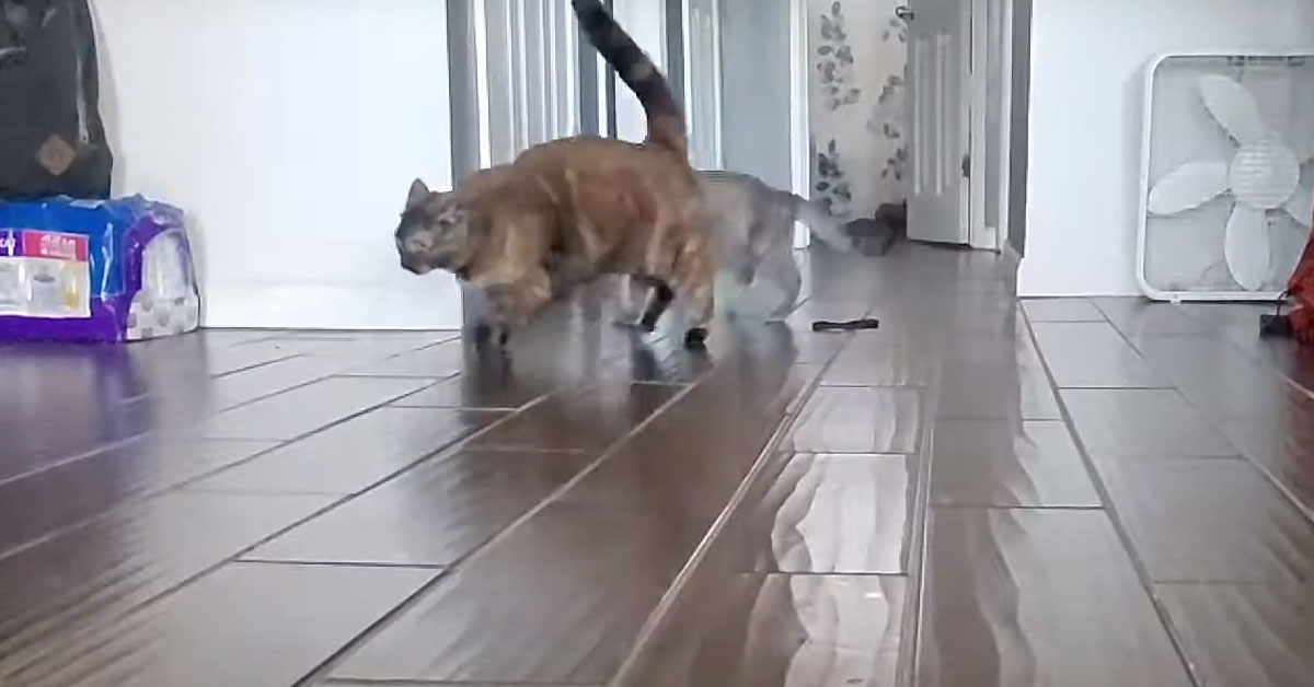 Gatti che giocano