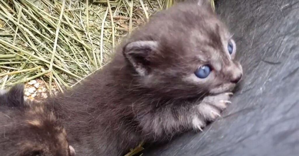 Gattini piccoli