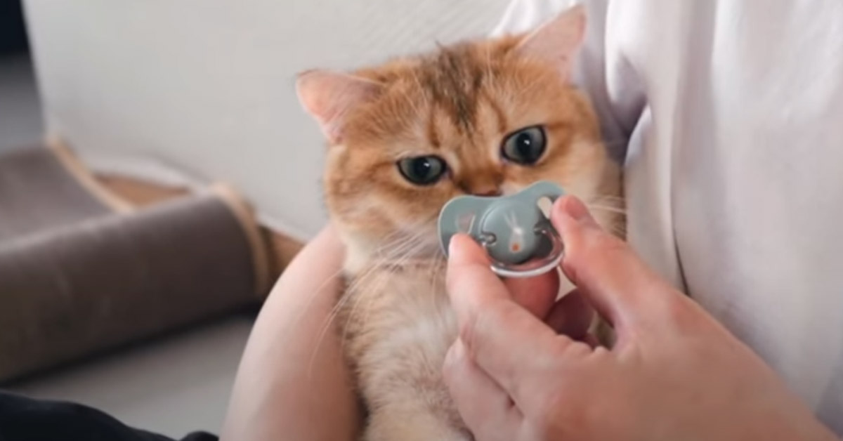 Questi teneri gattini hanno trovato il loro nuovo gioco preferito, un ciuccio da bambini (video)