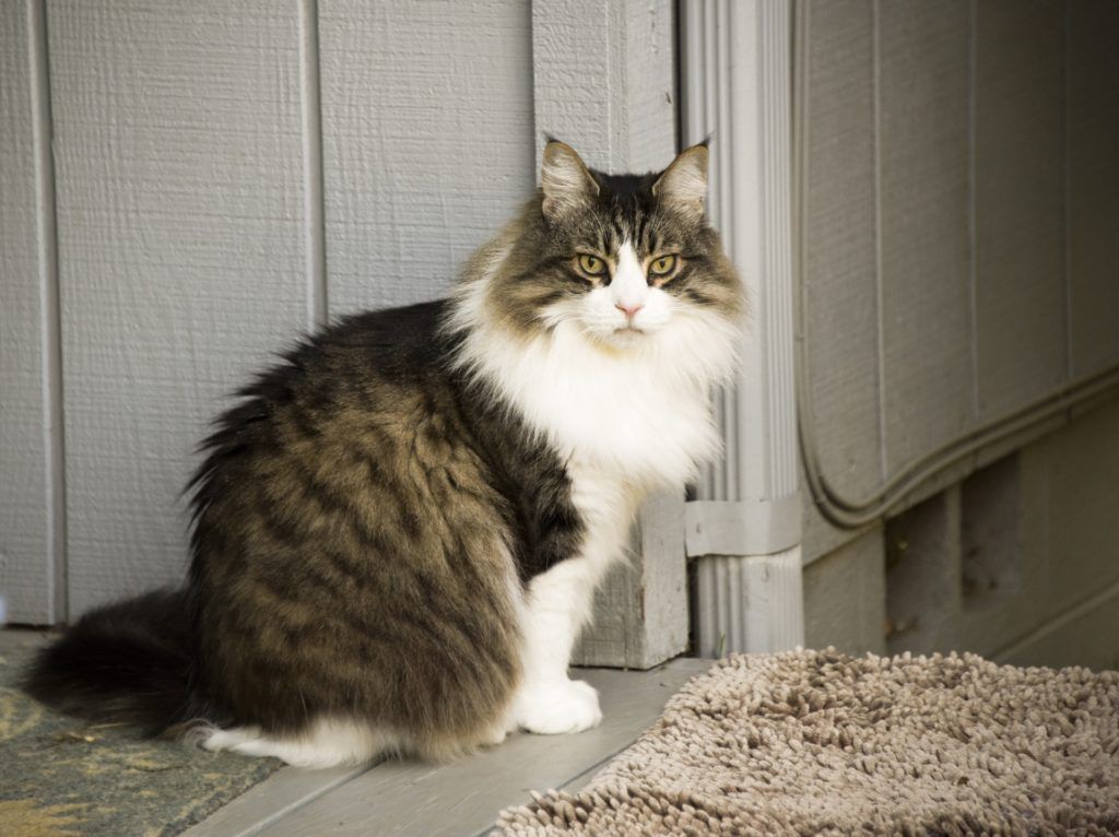 Maine Coon 