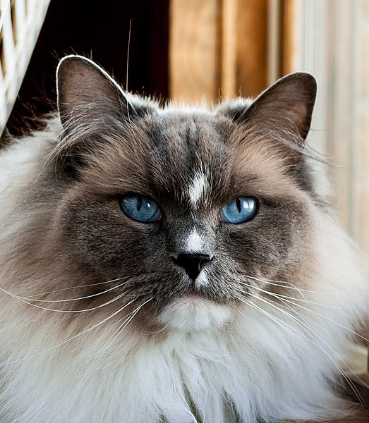 Ragdoll