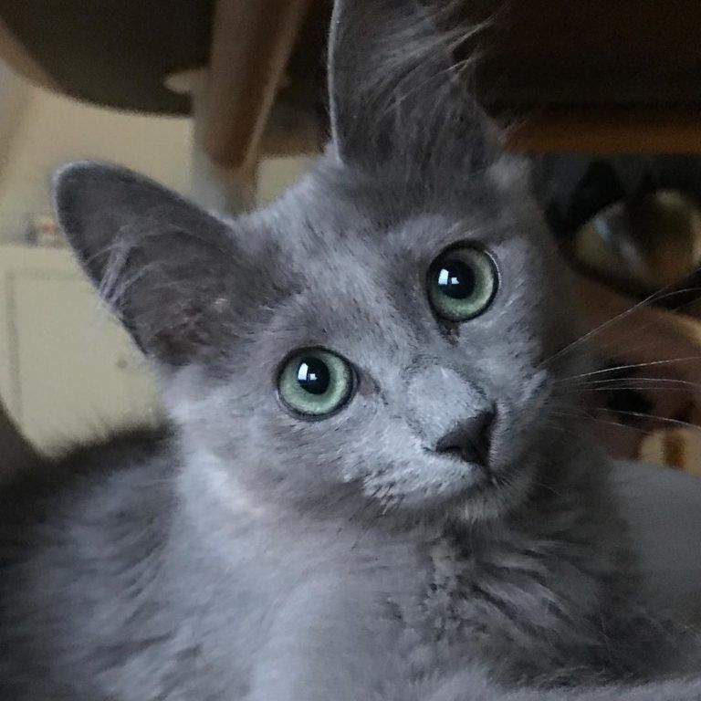 Nebelung