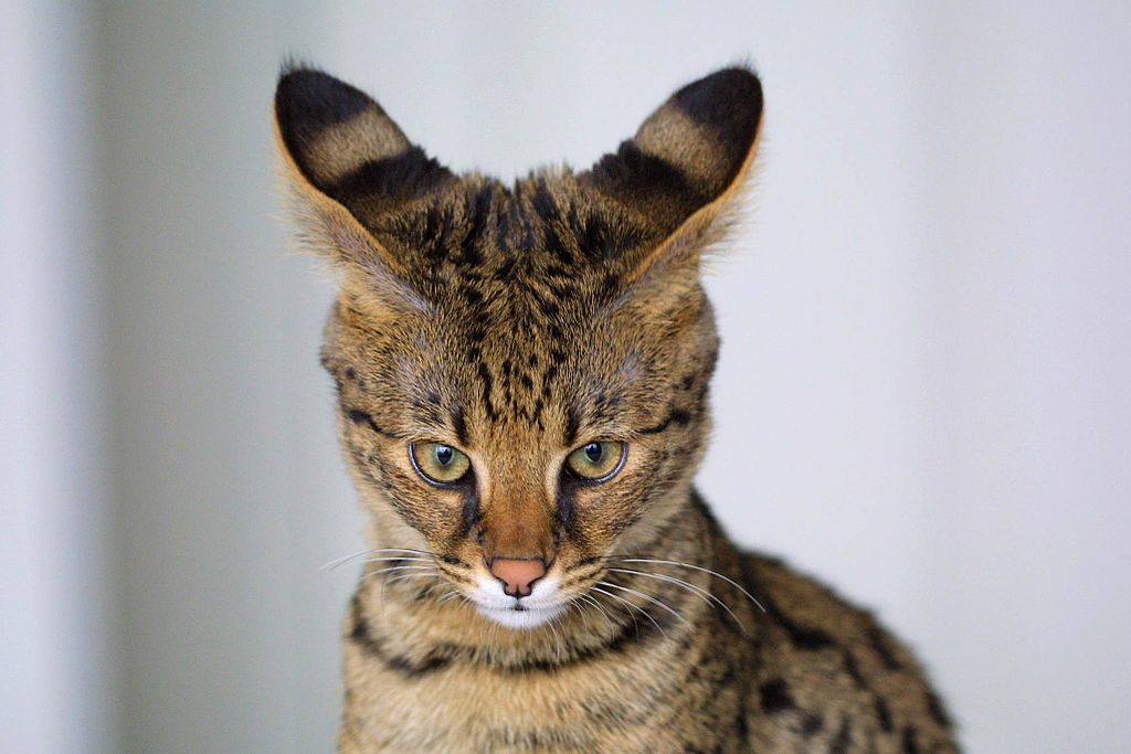 Razze di gatti con ciuffi auricolari- Savannah