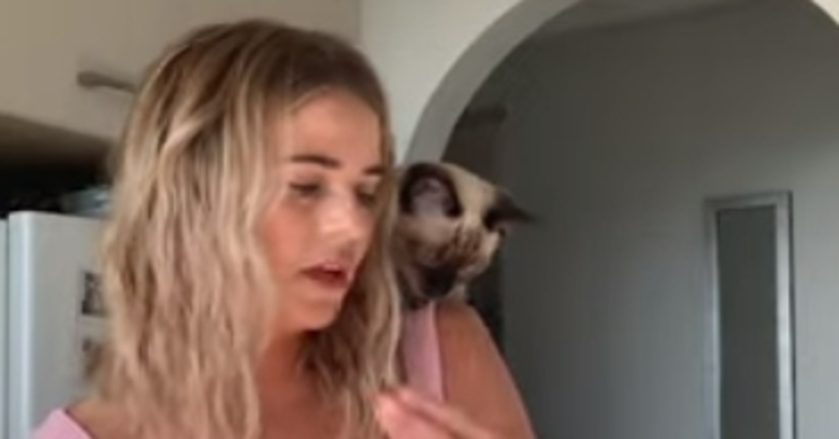 Thor gattino siamese video