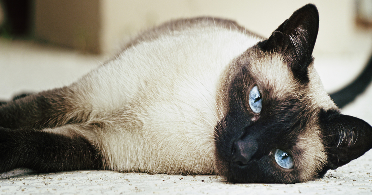 Thor, il gattino Siamese che vuole fare la mousse al cioccolato con la sua padrona (VIDEO)