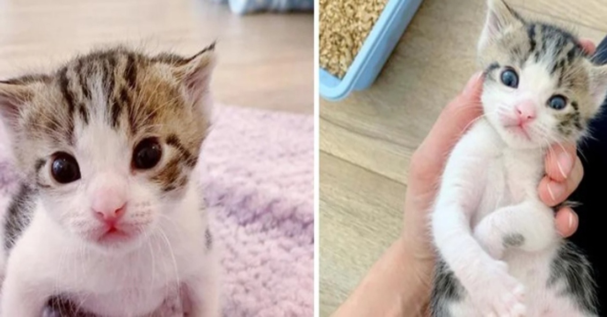 Toby, il gattino salvato dall’ipotermia, si gode la sua nuova vita (VIDEO)