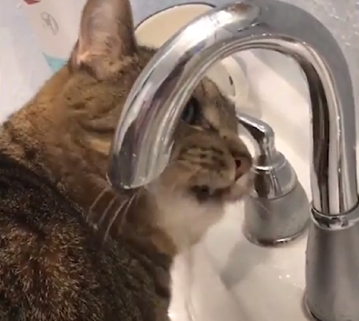 dusty gattino bere acqua difficile
