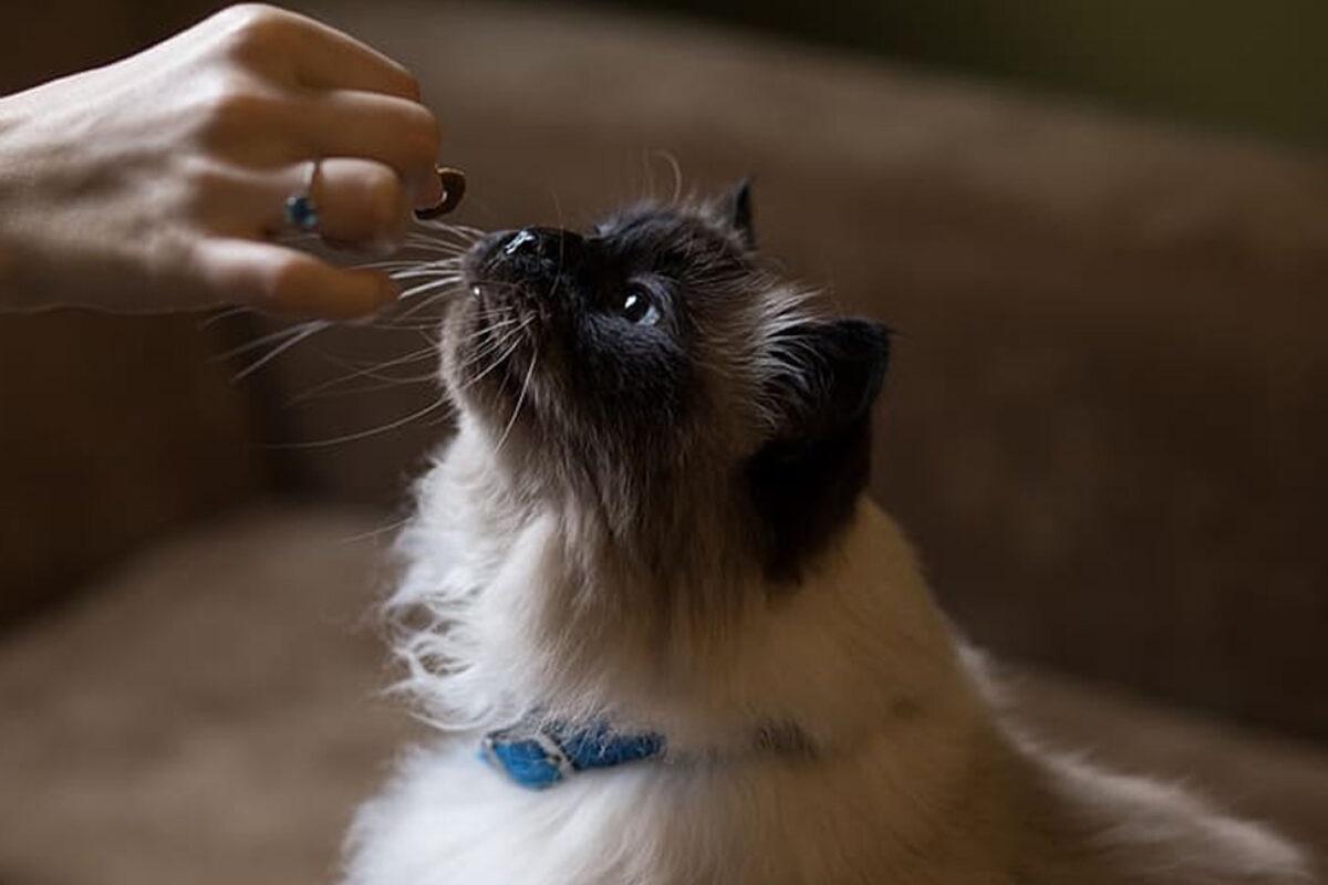 gatto mangia snack