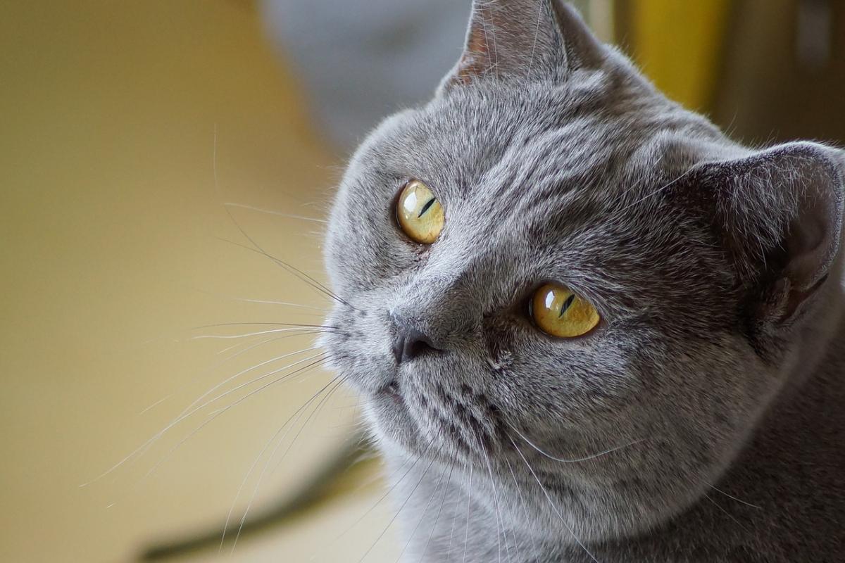 Aspirina al gatto: si può dare o è nociva?