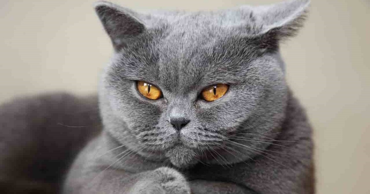 gattina British Shorthair incinta si rilassa a pancia in su 