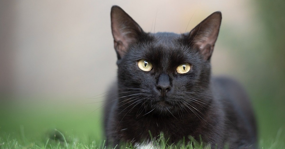 Calabrone punge il gatto, pericoli ed eventuali rimedi