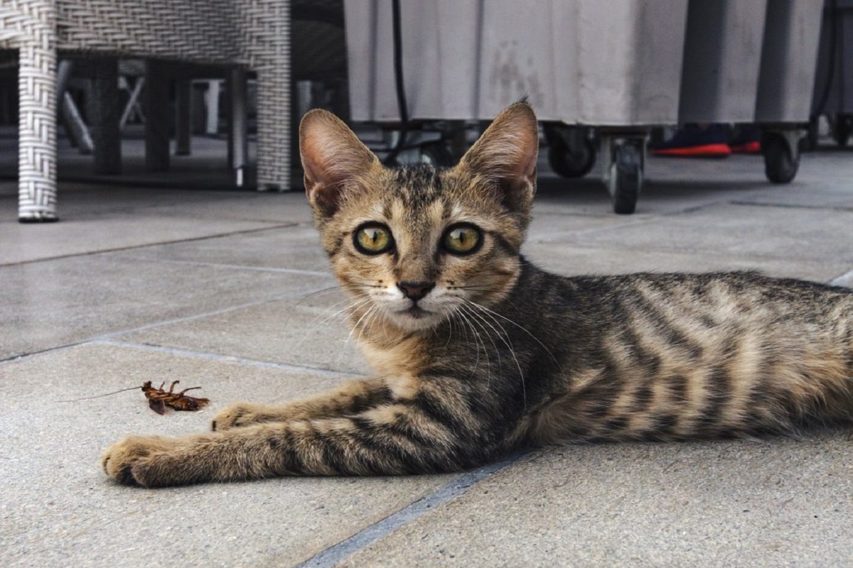 gatto ha ucciso insetto