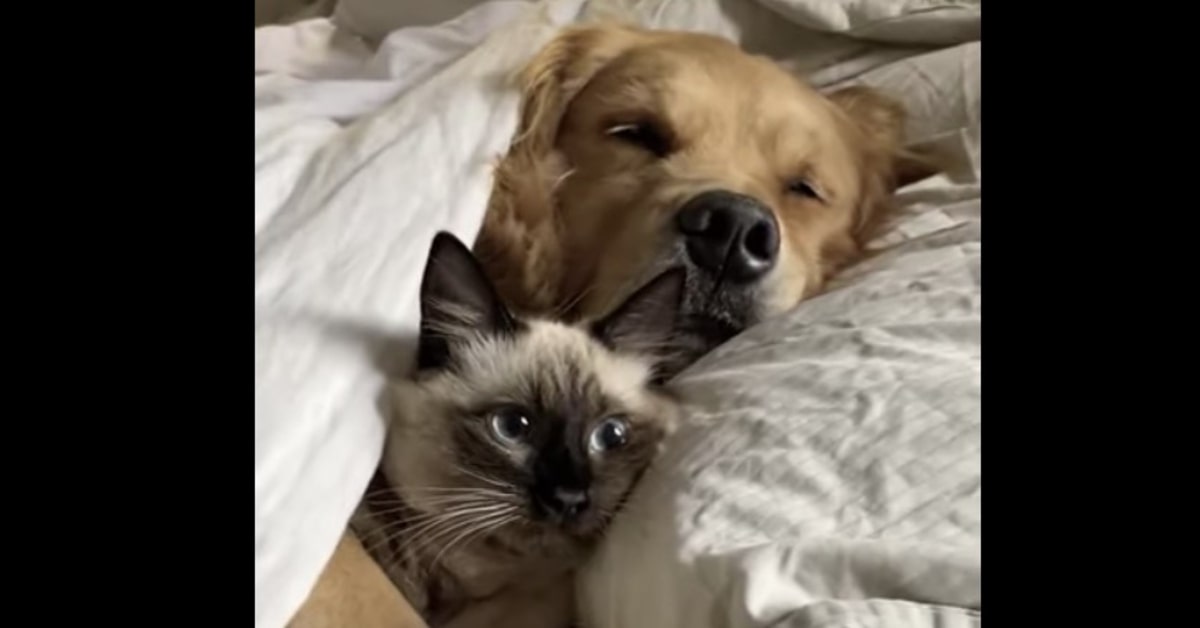 siamese dorme con un Golden Retriever