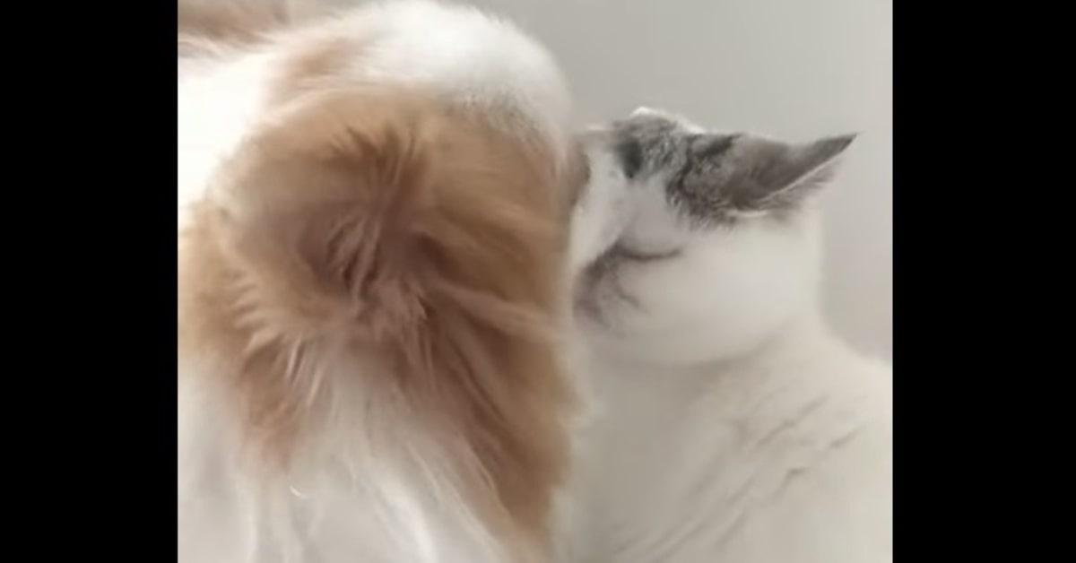 Un gattino e un cane dimostrano al mondo quanto si amano con un tenero bacio (VIDEO)