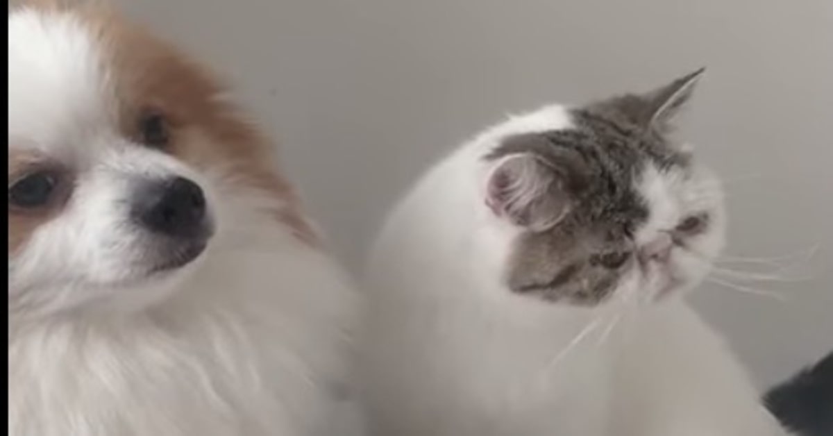 cane e gatto innamorati