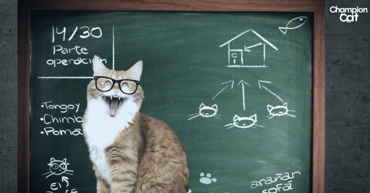 Catflix, il Netflix per mici che fa impazzire i gattari