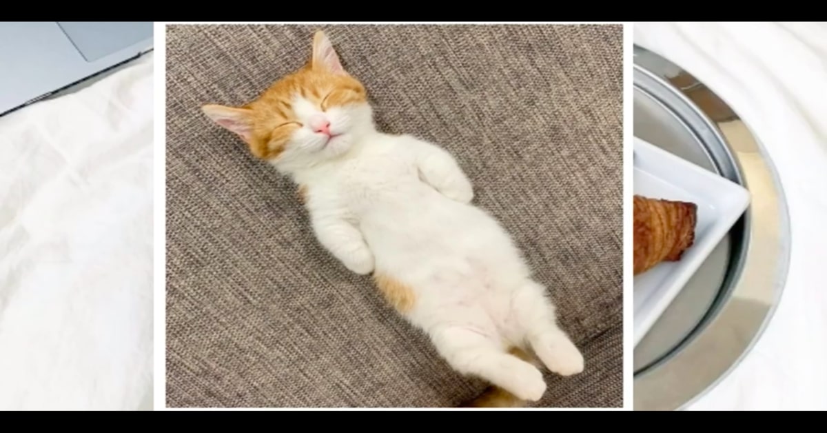 Chata gattino giapponese dorme sulla schiena