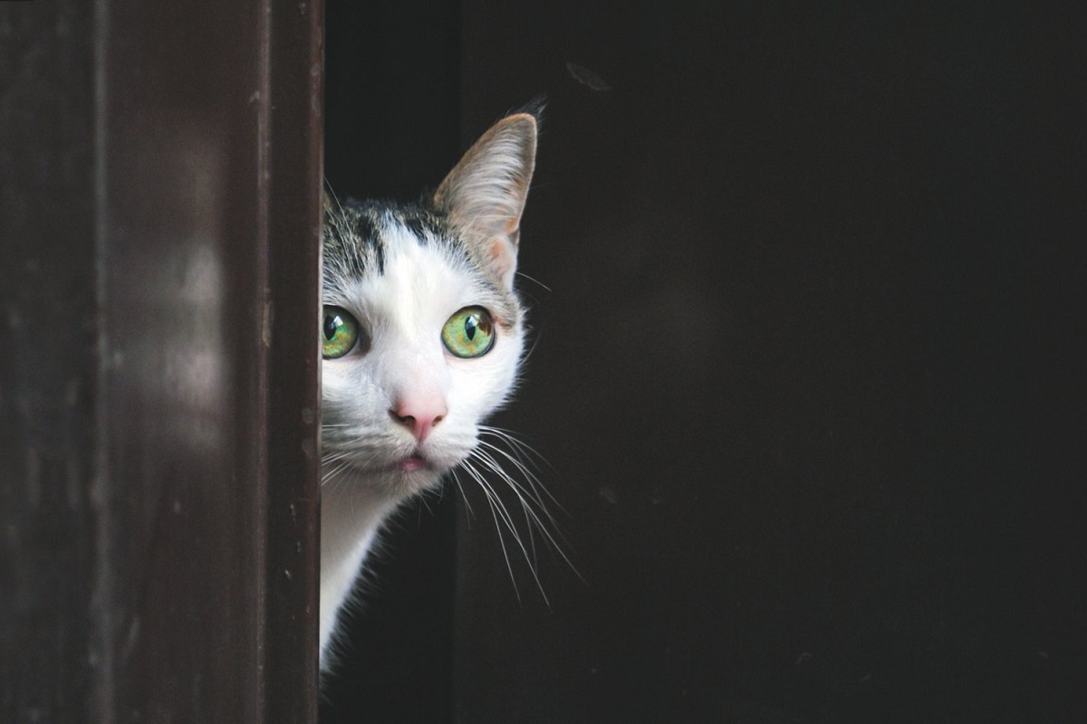 gatto alla finestra