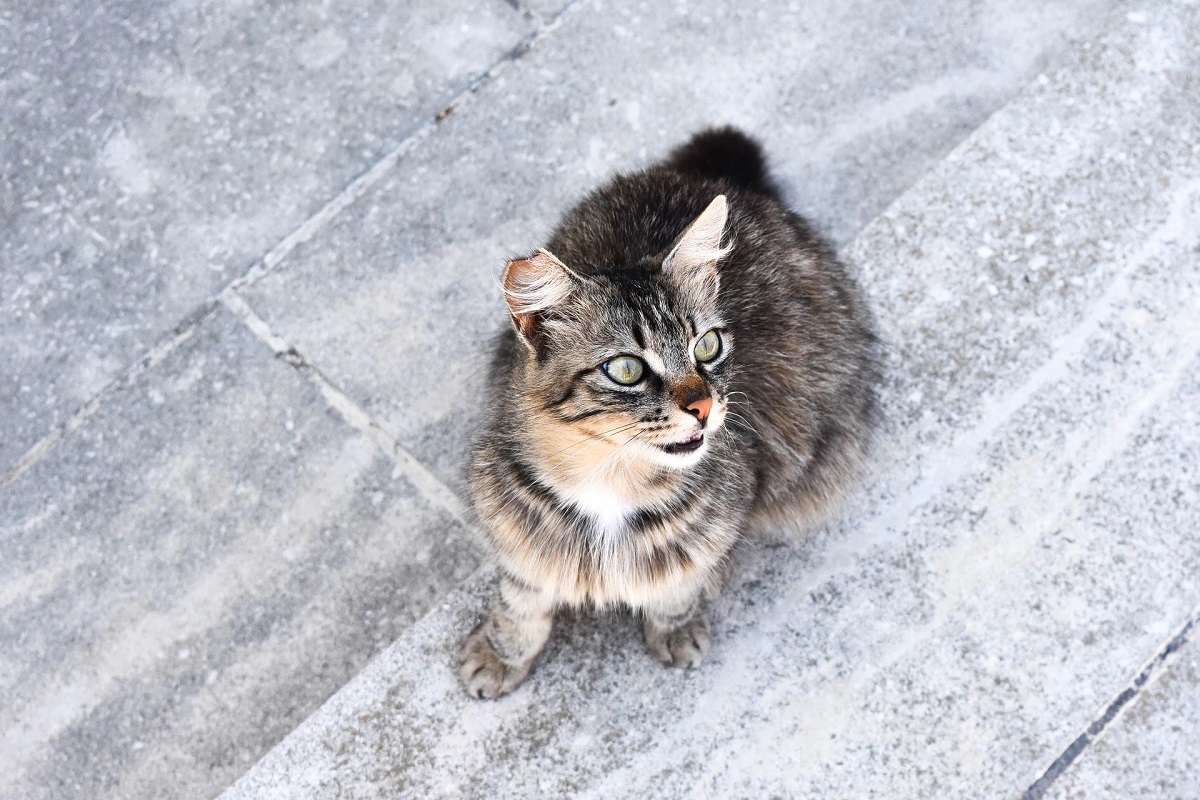 gatto sul marciapiede
