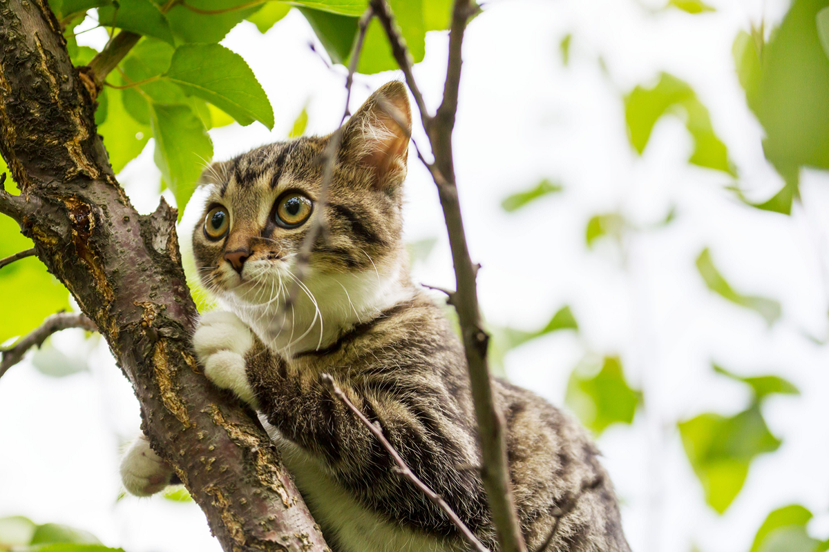 Come catturare un gatto, metodi efficaci e sicuri