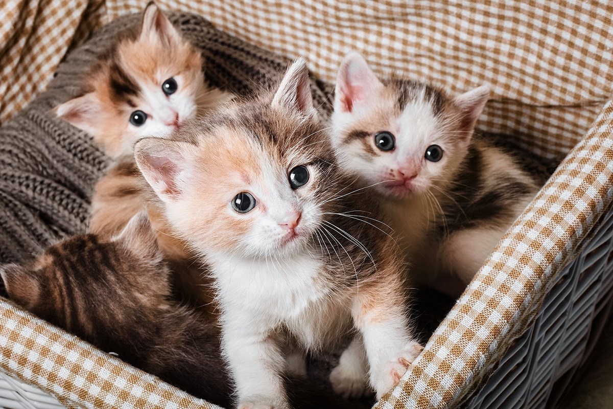 Gattini indifesi sembravano destinati all’infelicità, ma l’amore li ha salvati e oggi sono finalmente felici (VIDEO)