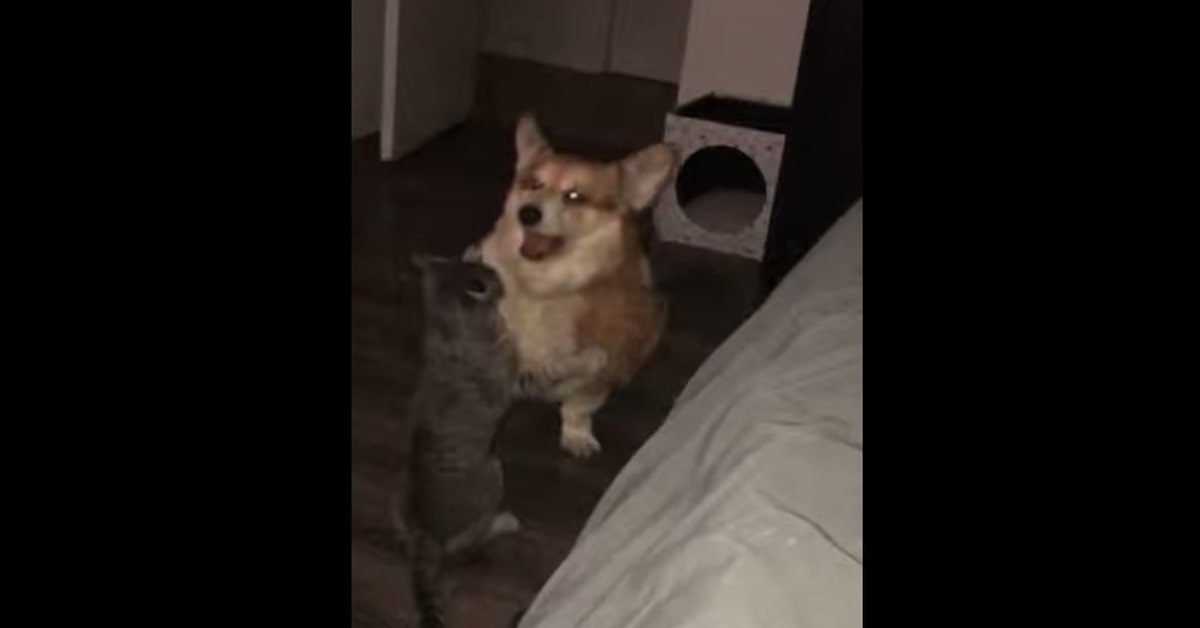 Corgi gioca con un gattino