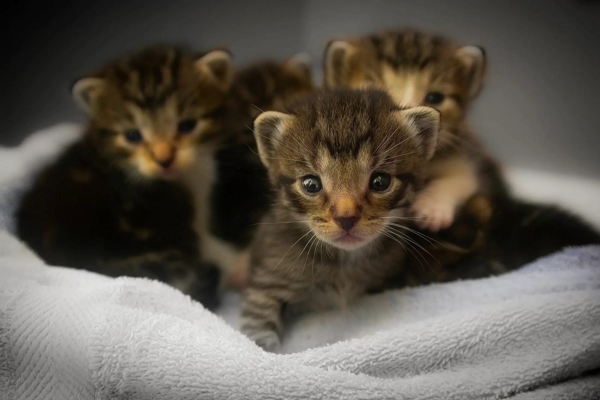 cucciolata di gattini appena nati