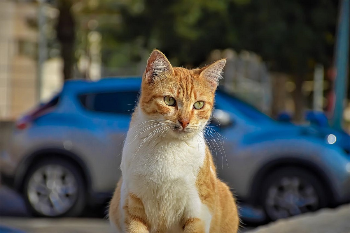 gatto randagio