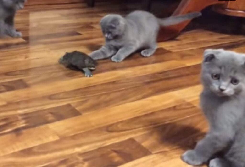 gattini scottish fold una tartaruga sofia