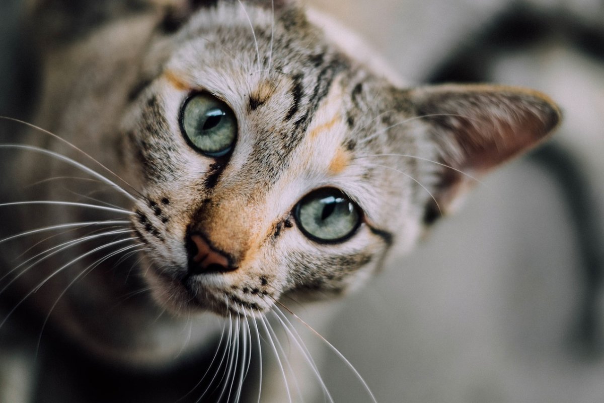 Entropion nel gatto: sintomi, cause e soluzioni