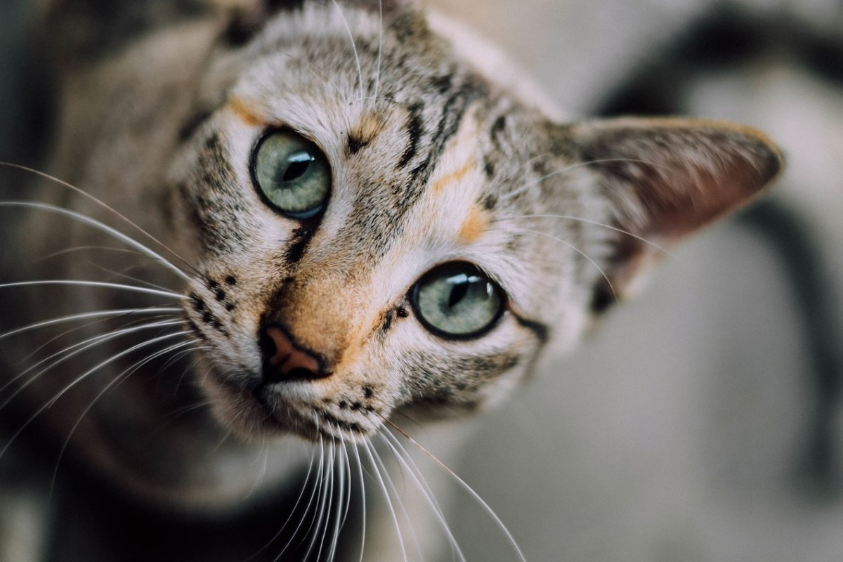 gatto con gli occhi azzurri