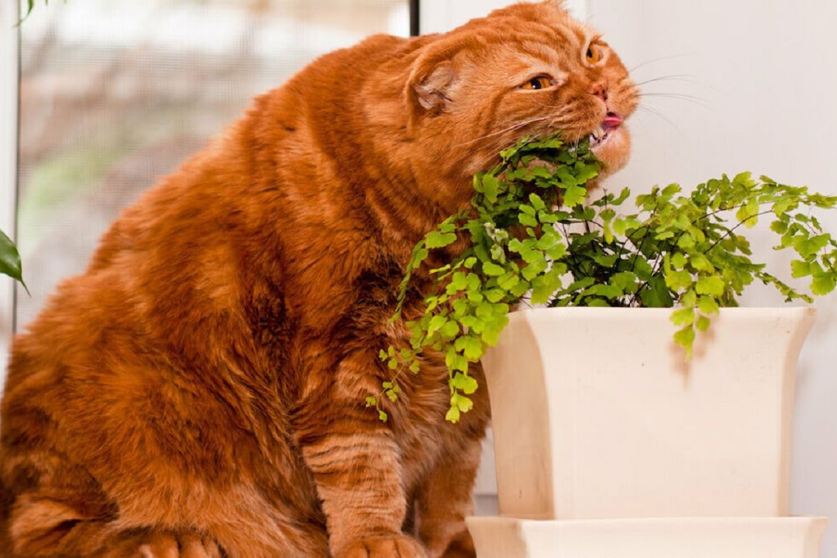 Erbe aromatiche per i gatti, quelle che fanno bene a Miao
