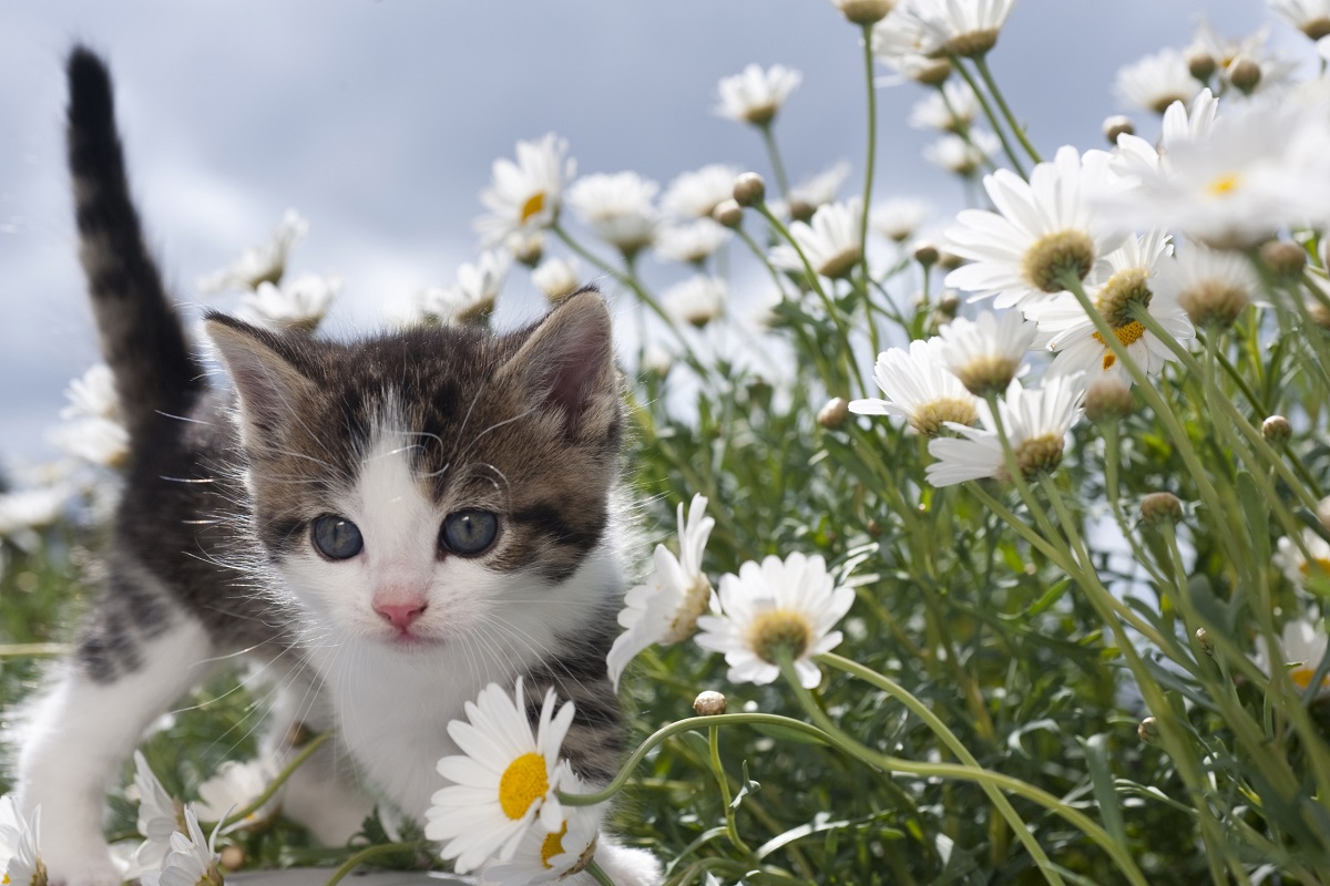 gatto e camomilla