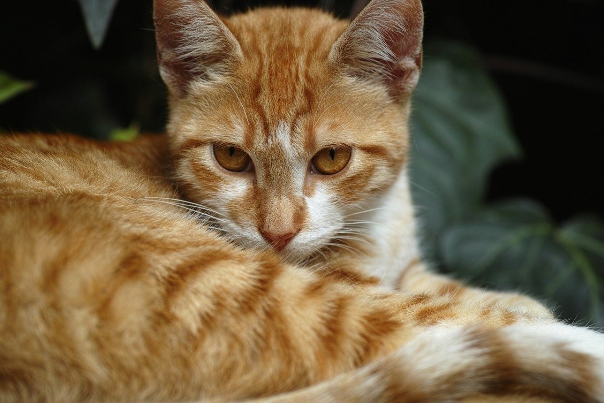 gatto arancione con gli occhi marroni