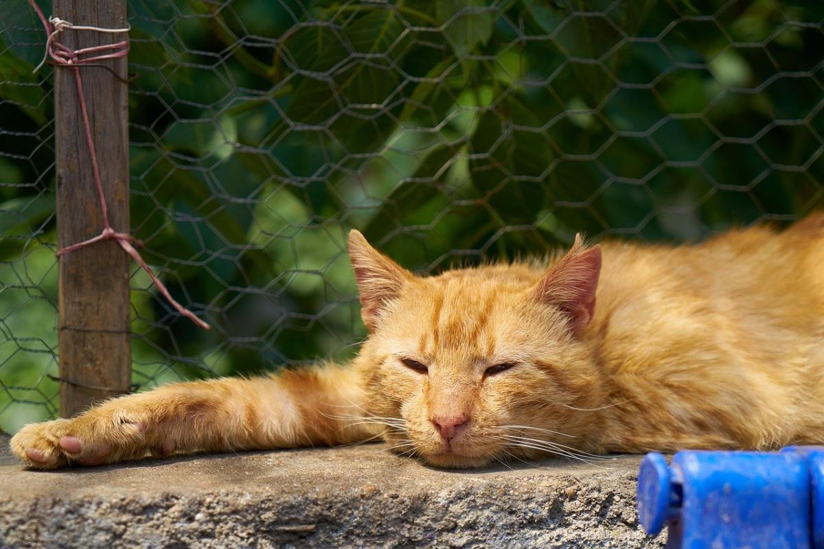 gatto arancione che dorme su un muretto