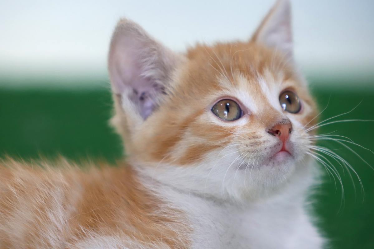 gattino arancione e bianco