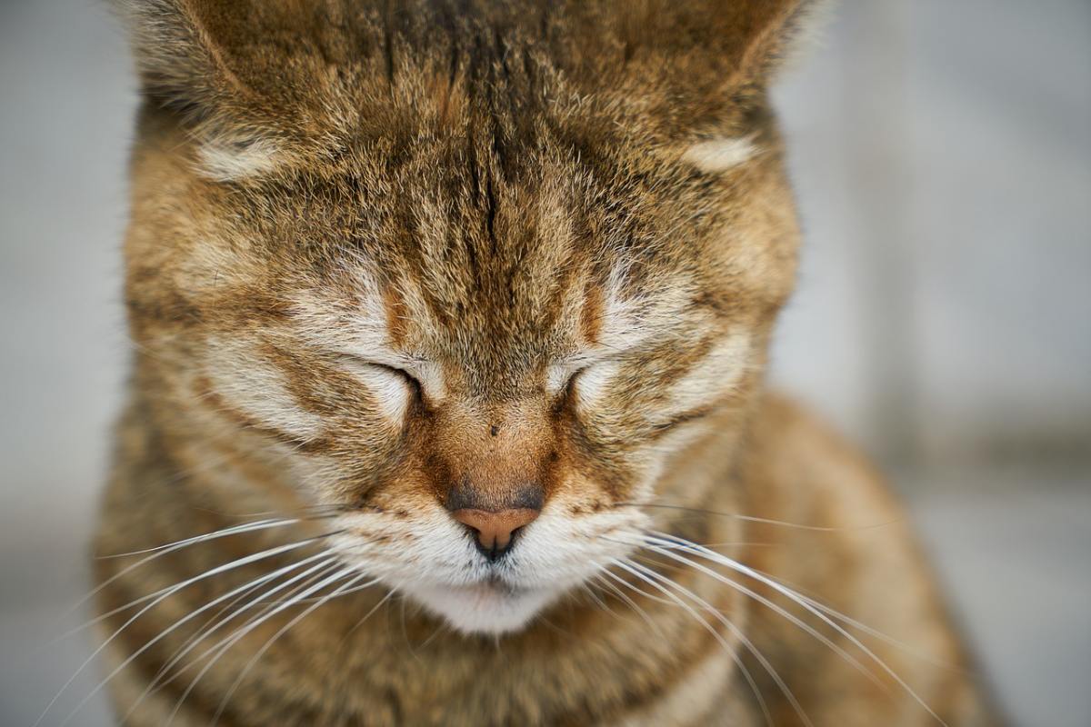 gatto con gli occhi chiusi 