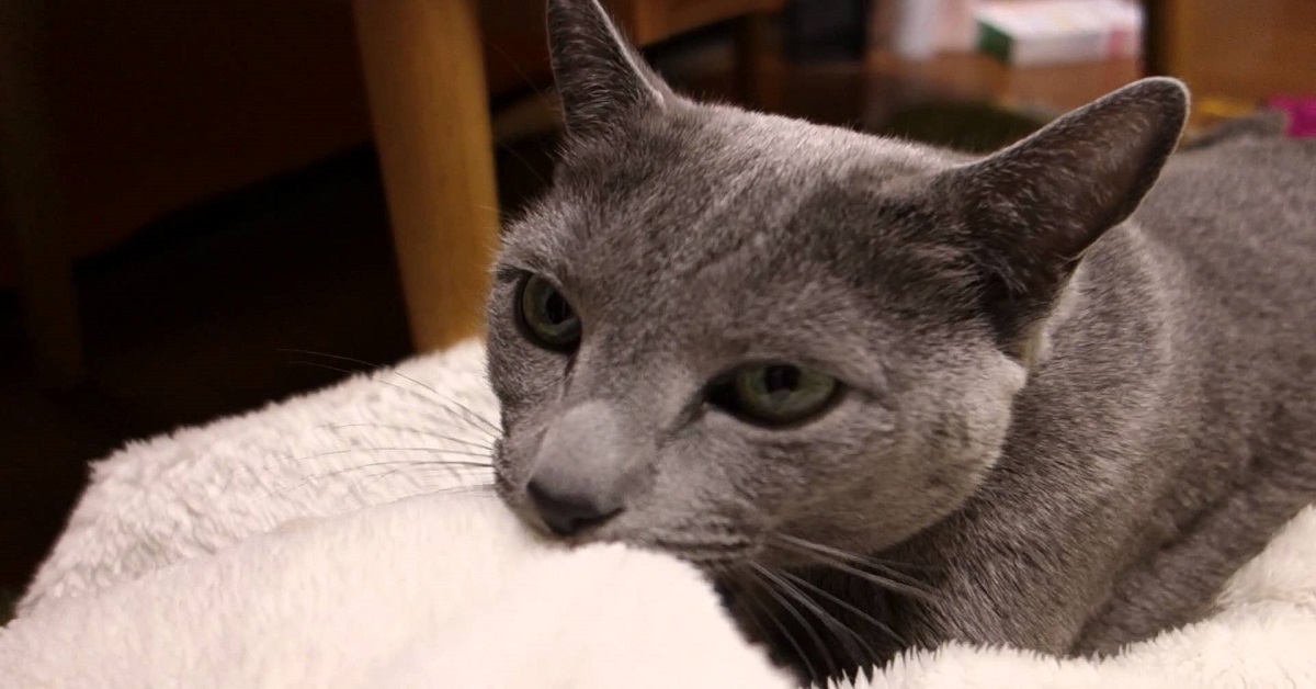 I gatti capiscono che i peluche sono giocattoli?