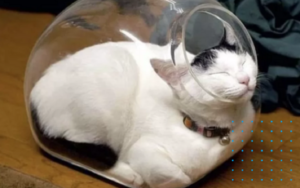 Gatti che dormono nei posti più scomodi e assurdi: le 10 foto più esilaranti