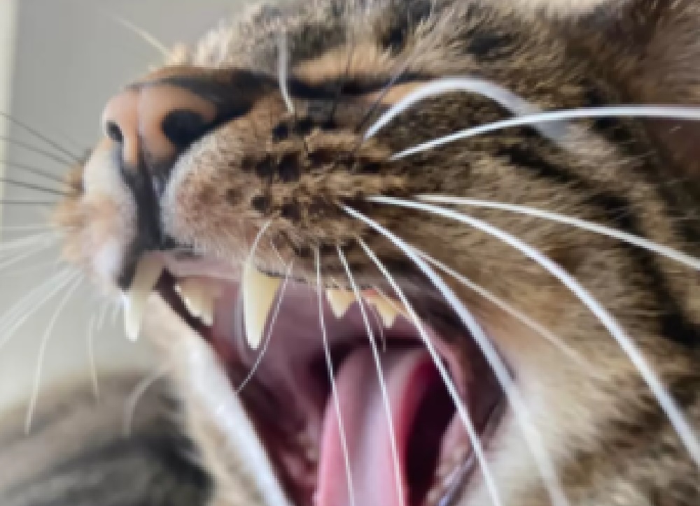 gatti e dentini-sbadiglio