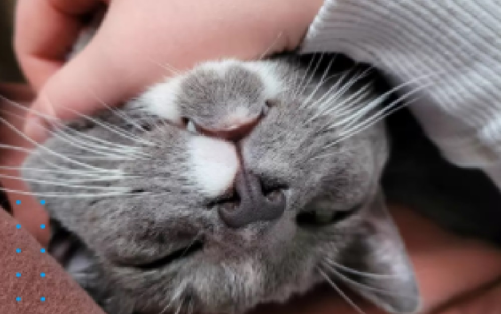 gatti e dentini-sonnellino