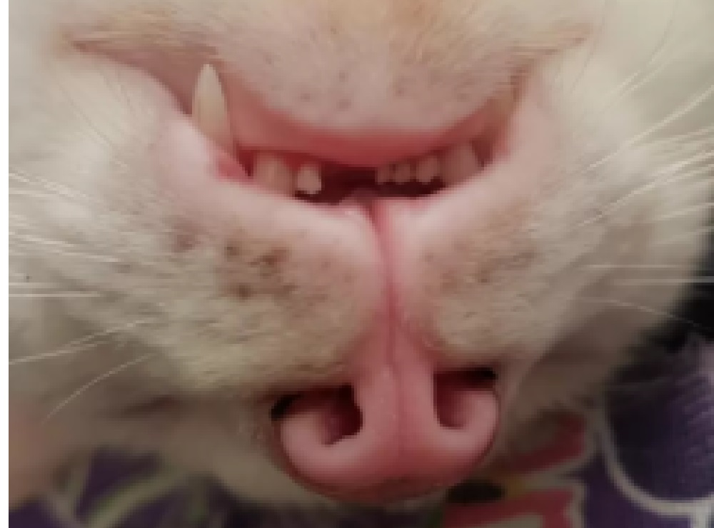 gatti e dentini-buchini