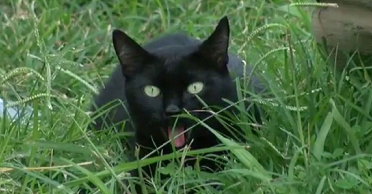 gatti eroi-nell'erba