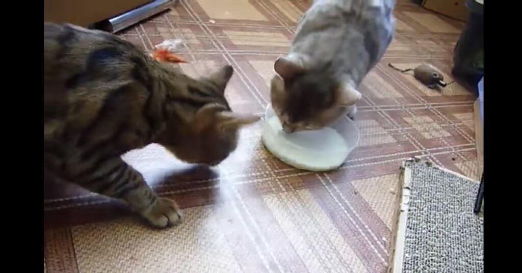 gatti bevono latte