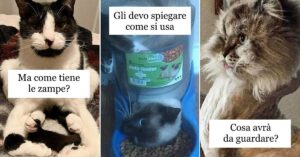 Gatti “malfunzionanti”: cos’ha che non va il mio gatto? 10 foto dei loro momenti più buffi e strani