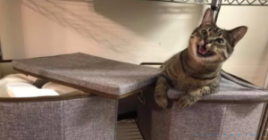 Gatti mascalzoni: 10 foto che dimostrano che i gatti sanno essere davvero dispettosi