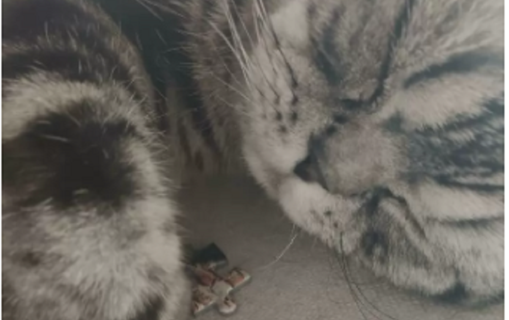 gatti mascalzoni-gatto puzzle