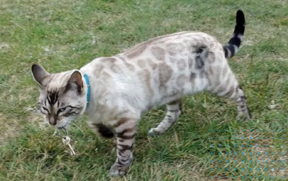 gatti mascalzoni-gatto con chiavi